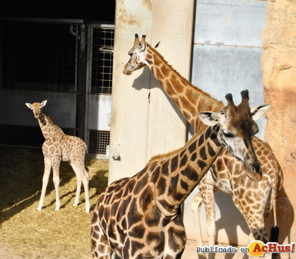 /public/fotos2/Ramses- jirafa-Bioparc-14122012.jpg